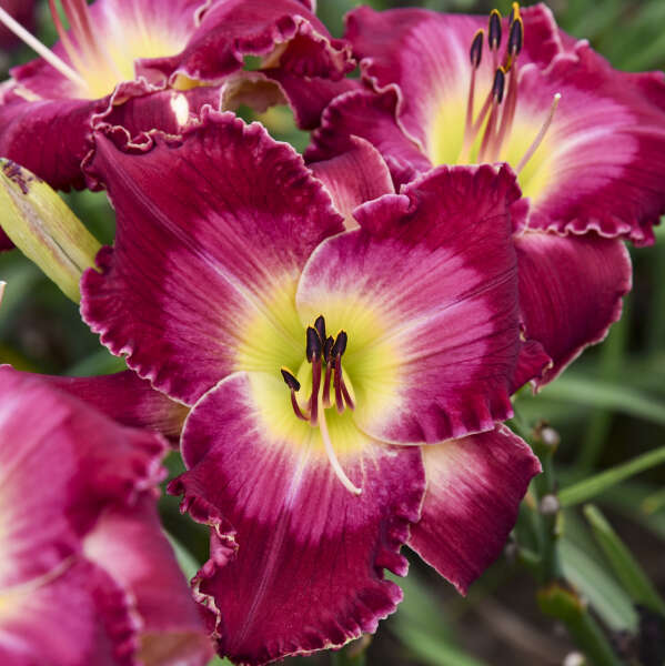 Hemerocallis 'Blood Sweat and Tears' Daylily Starter Perennial. Massive Raspberry Red Flowers. Rebloomer. Fragrant. Loves Sun.