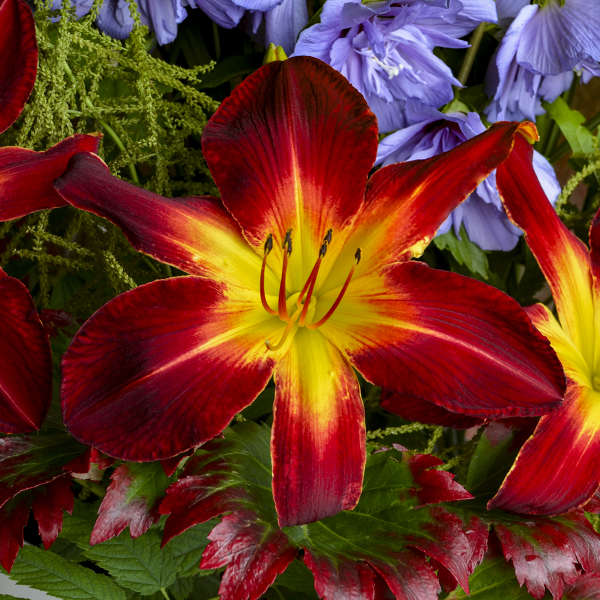 Walters Gardens, Inc. / Hemerocallis 'Ruby Spider'
