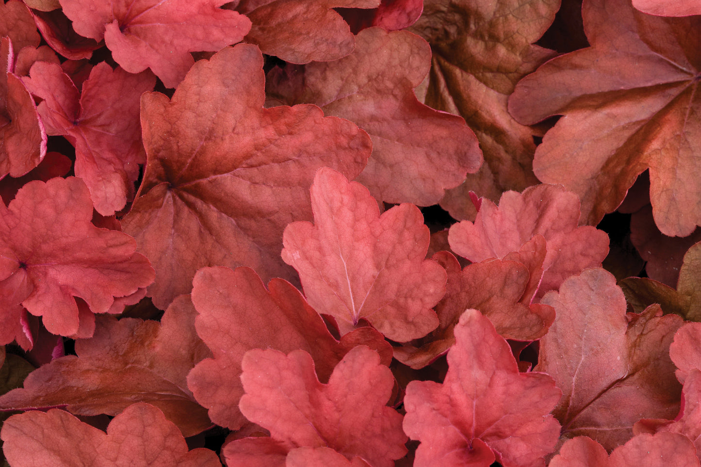 Creek Hill Nursery / Heuchera 'Carnival Cinnamon Stick'