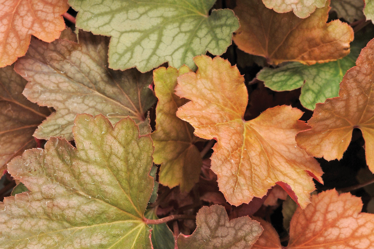 Creek Hill Nursery / Heuchera 'Carnival Watermelon'