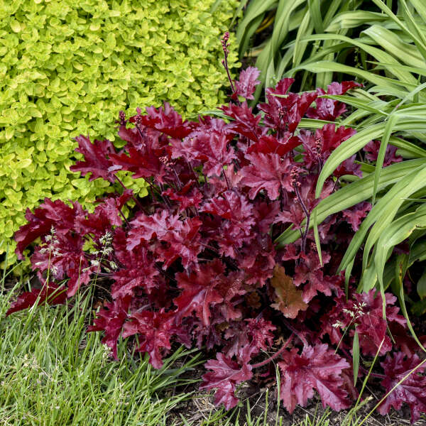 3 Heuchera 'Cherry Truffles' Starter Coral Bells Perennials. Bright Red, Heavily Ruffled Leaves. Sun and Shade.