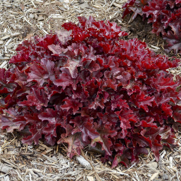 3 Heuchera 'Cherry Truffles' Starter Coral Bells Perennials. Bright Red, Heavily Ruffled Leaves. Sun and Shade.