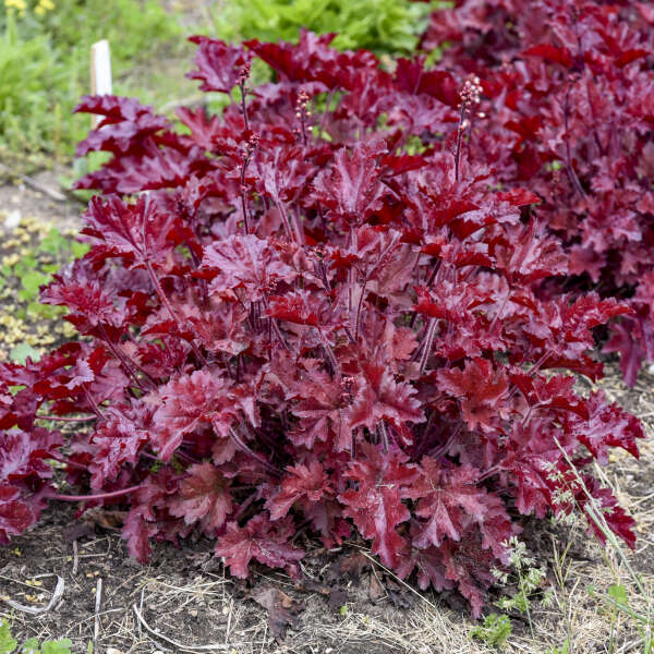 3 Heuchera 'Cherry Truffles' Starter Coral Bells Perennials. Bright Red, Heavily Ruffled Leaves. Sun and Shade.