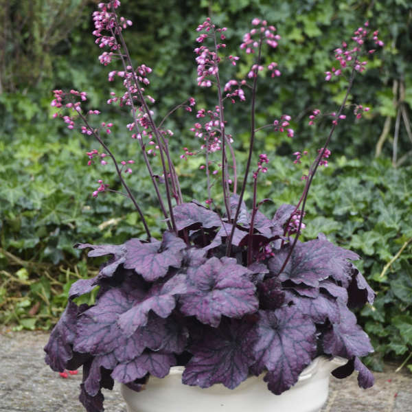 2 Heuchera 'Electric Plum' Starter Coral Bells Perennials. Stunning Purple Plum Color. Love Shade.