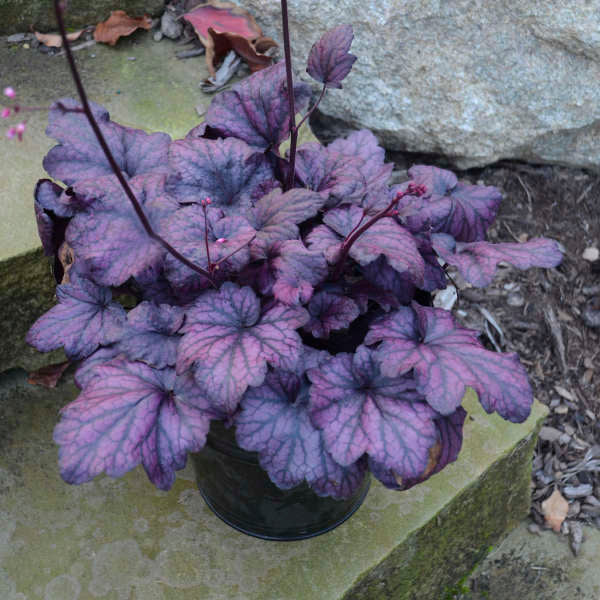 2 Heuchera 'Electric Plum' Starter Coral Bells Perennials. Stunning Purple Plum Color. Love Shade.