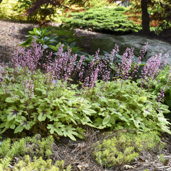 Walters Gardens / Heucherella 'Eye Spy'