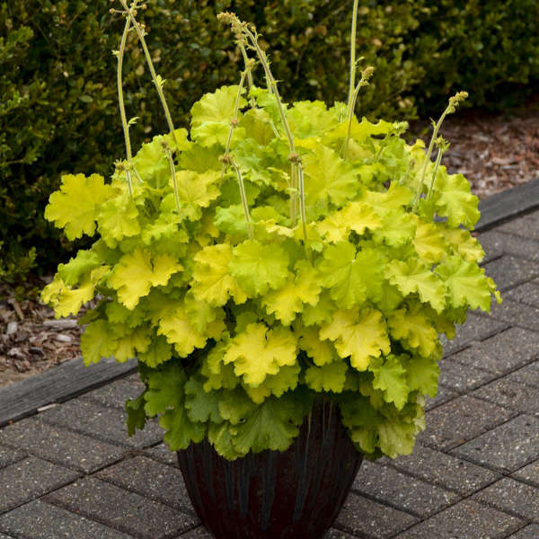 3 Heuchera 'Lemon Love' Starter Coral Bells Perennials. High Heat Tolerance. Easy to Grow.