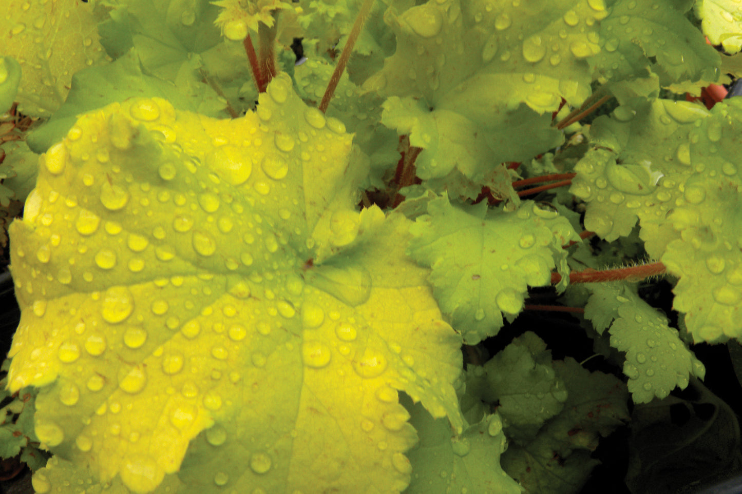 6 Mixed Heuchera Starter Coral Bells Perennials. Love Shade. Great for Borders. Stunning Colors.