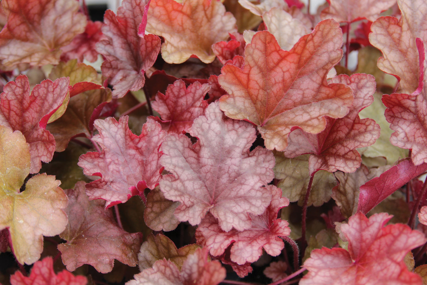 Creek Hill Nursery / Heuchera 'Peach Flambe'