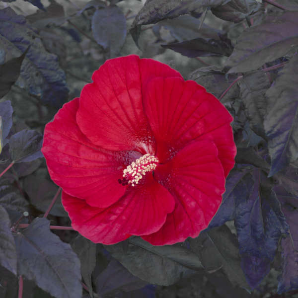 Walters Gardens, Inc. / Hibiscus 'Midnight Marvel'