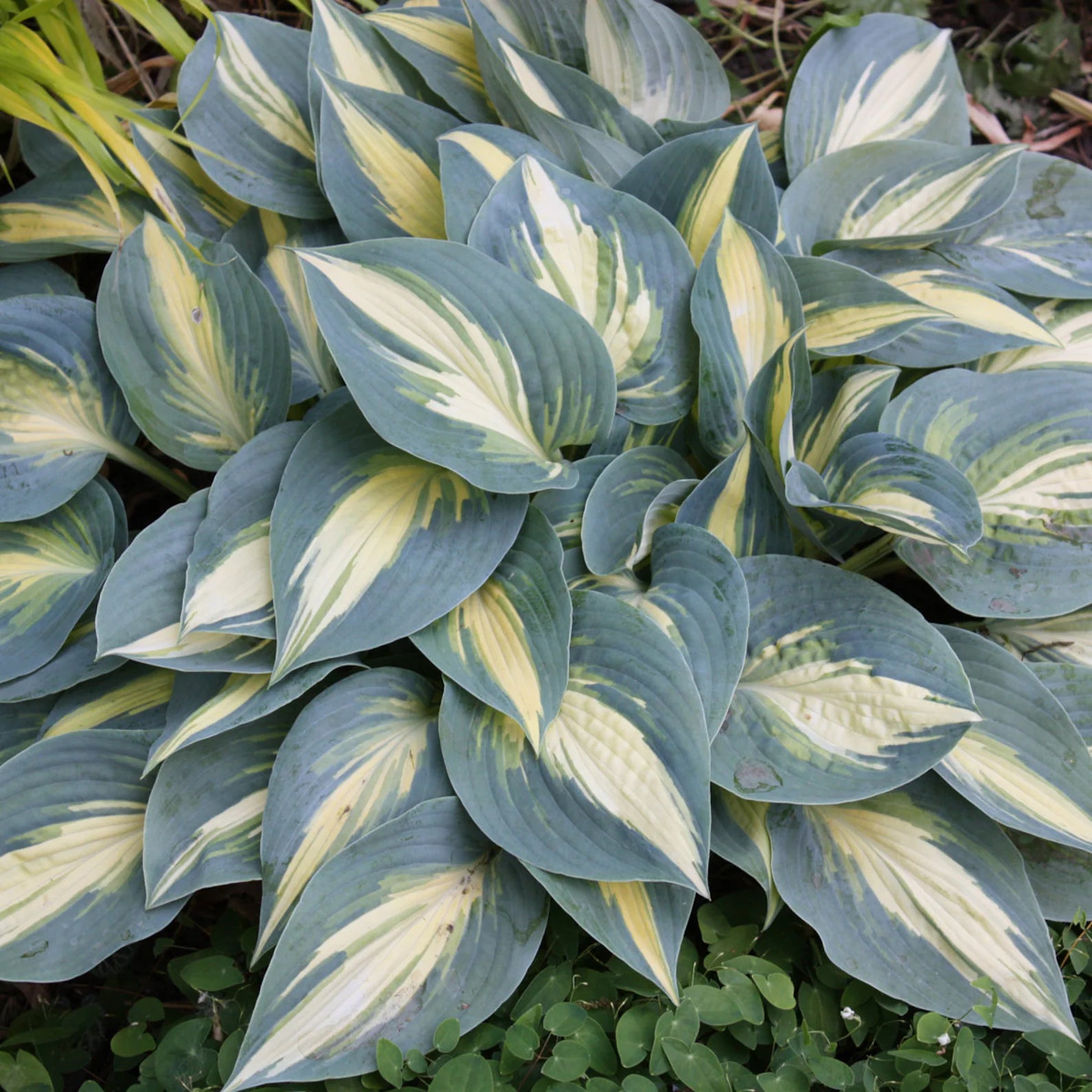 Rare High Society Hosta. Loves Shade. Rare. Perennial. Stunning Colors ...