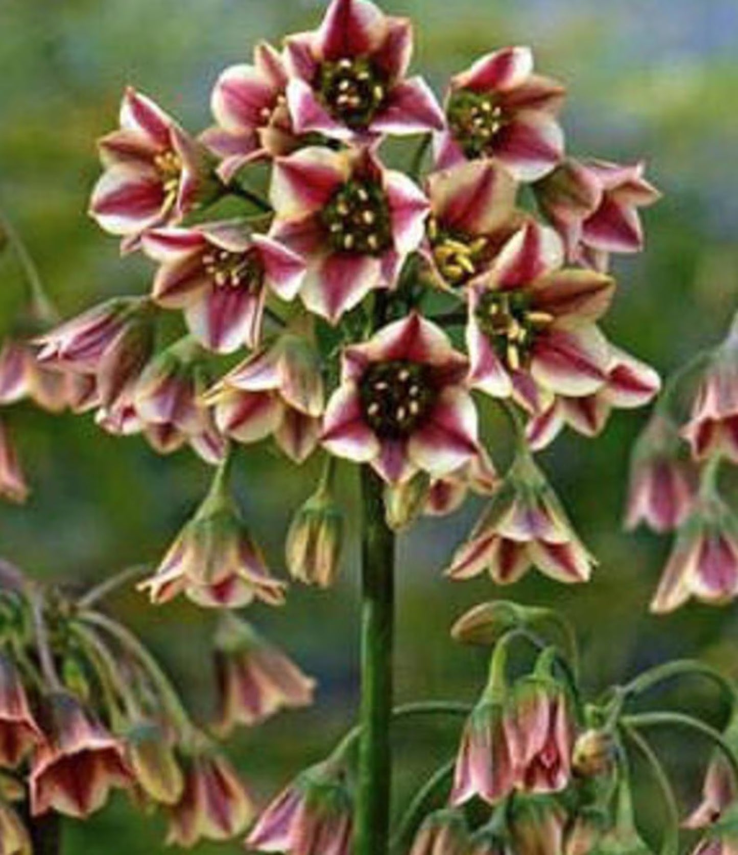 8 Rare Nectaroscordum Siculum Mediterranean Bells Hardy Flowering Perennial Bulbs. Sicilian Honey Garlic.