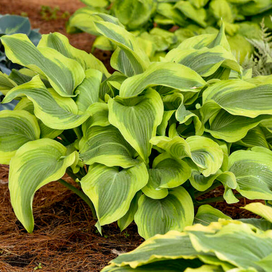 Hosta 'Atlantis' Starter Perennial. Matures into a Magestic Specimen.
