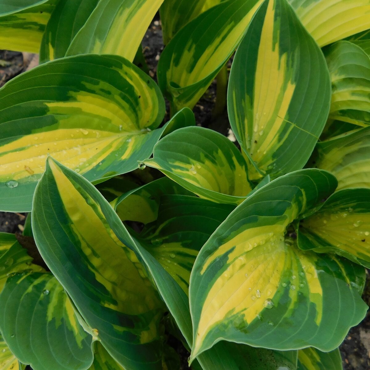 2 Hosta 'Beach Boy' Starter Bareroot Perennials. Loves Shade. Tolerates Morning Sun. Easy to Grow.