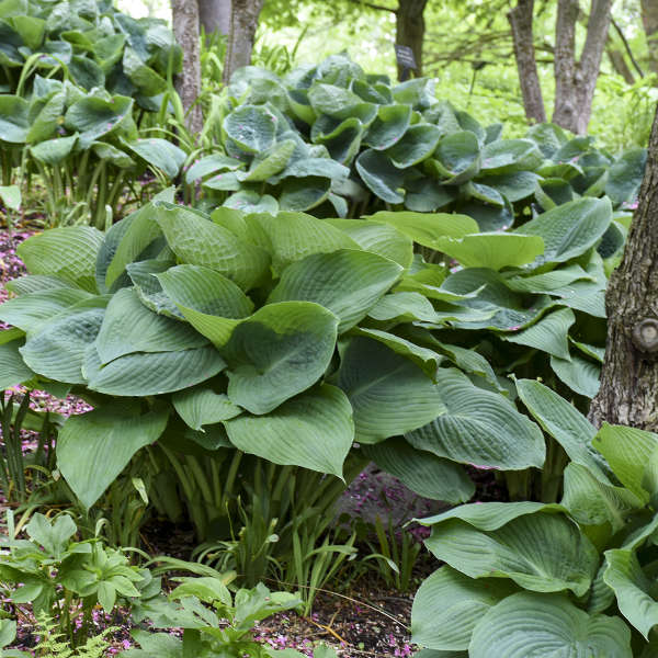Big Daddy Live Hosta. Loves Shade. Super Easy to Grow. Super Cool. Ready for Spring Planting.