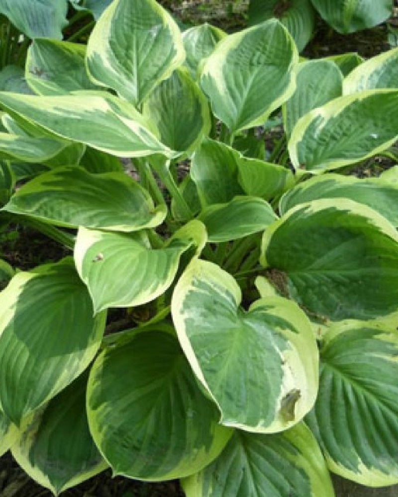 Hosta 'Blazing Saddles' Starter Perennial. Cupped Green Leaf Centers with White Margins. Partial Shade.