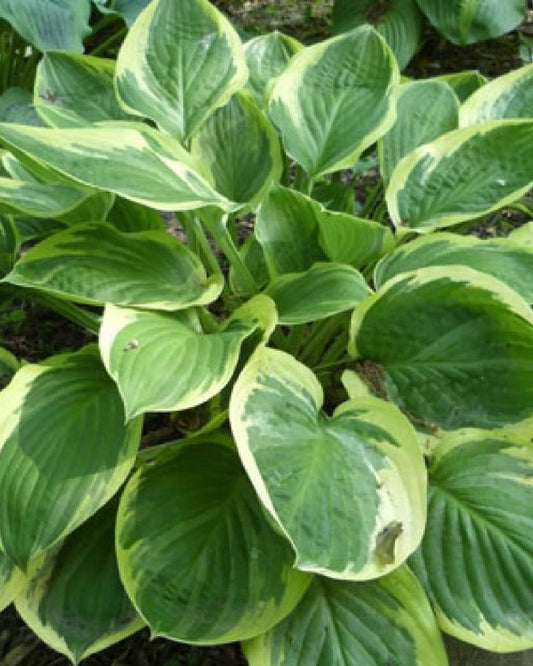 Hosta 'Blazing Saddles' Starter Perennial. Cupped Green Leaf Centers with White Margins. Partial Shade. Buy 4 or More, Save 15%!