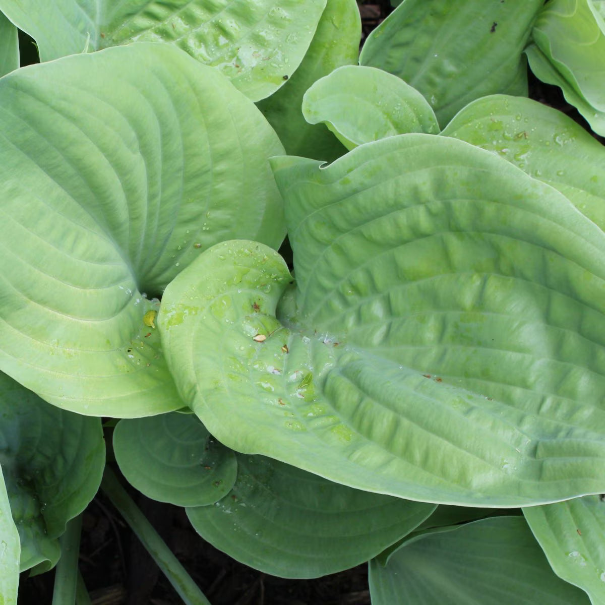 Leo Berbee Co. / Hosta 'Bressingham Blue'