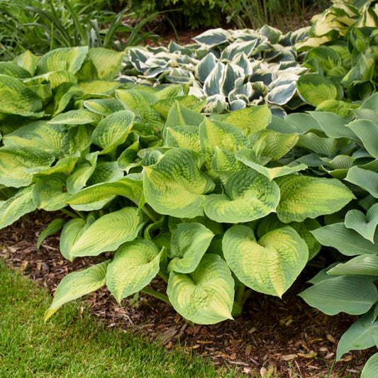 Walters Gardens, Inc. / Hosta 'Brother Stefan'
