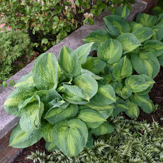 Hosta 'Brother Stefan' Starter Perennial. Premium Hosta, Exemplary Performance in Many Zones.