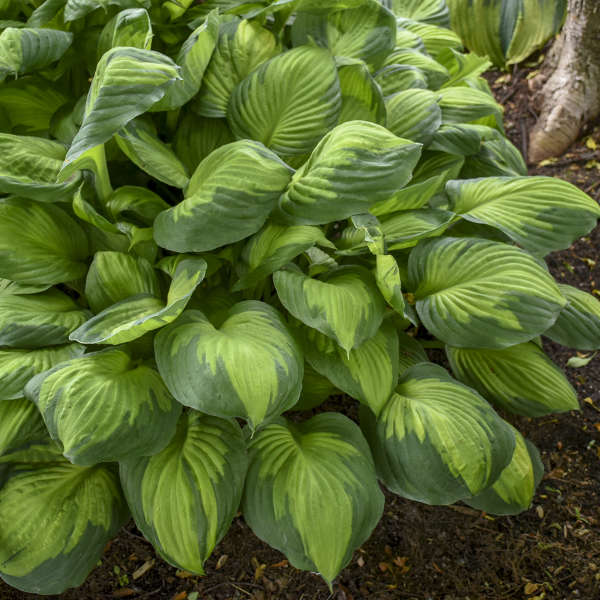 Hosta 'Captain Kirk' Starter Perennial. Cool Colors. Shipped Bareroot and Ready to Plant. Attracts Butterflies and Hummingbirds.