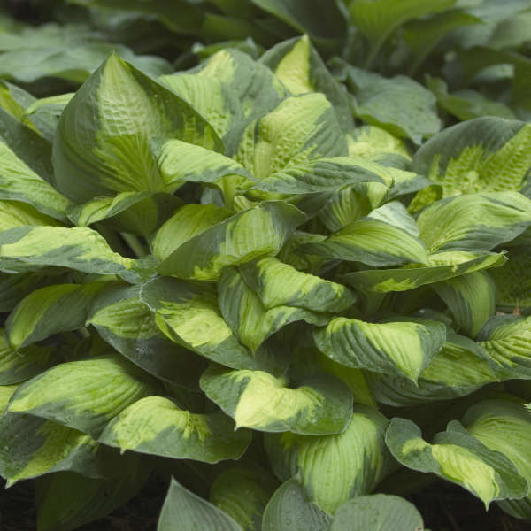 Hosta 'Captain Kirk' Starter Perennial. Cool Colors. Shipped Bareroot and Ready to Plant. Attracts Butterflies and Hummingbirds.