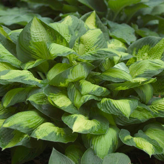 Hosta 'Captain Kirk' Starter Perennial. Cool Colors. Shipped Bareroot and Ready to Plant. Attracts Butterflies and Hummingbirds.