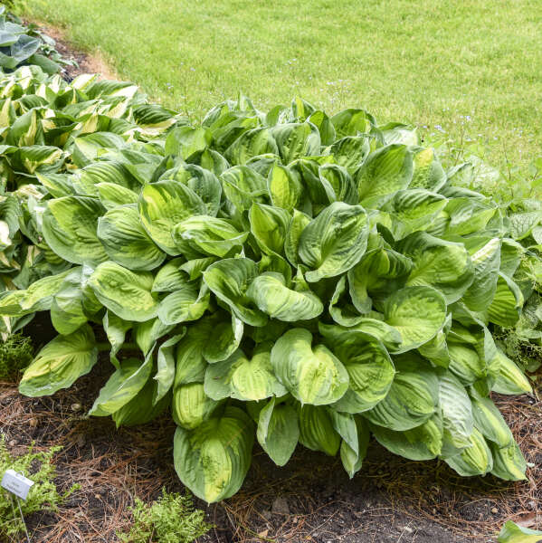 Hosta 'Captain Kirk' Starter Perennial. Cool Colors. Shipped Bareroot and Ready to Plant. Attracts Butterflies and Hummingbirds.