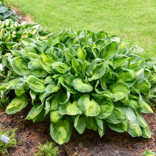Hosta 'Captain Kirk' Starter Perennial. Cool Colors. Shipped Bareroot and Ready to Plant. Attracts Butterflies and Hummingbirds.