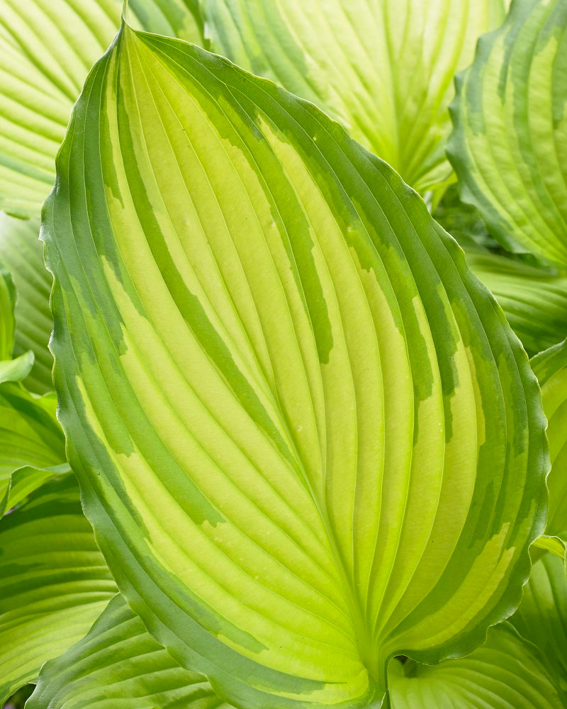Hosta 'Dancing Darling' Starter Perennial. Cool Colors. Shipped Bareroot and Ready to Plant. Attracts Butterflies and Hummingbirds.