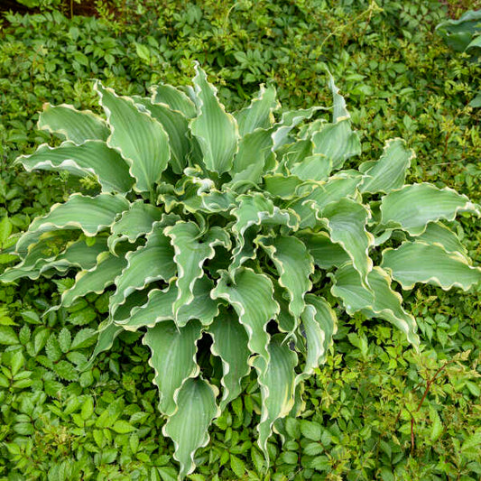 Hosta 'Dancing in the Moonlight' Starter Perennial. Ruffled, Glaucus Blue Leaves.