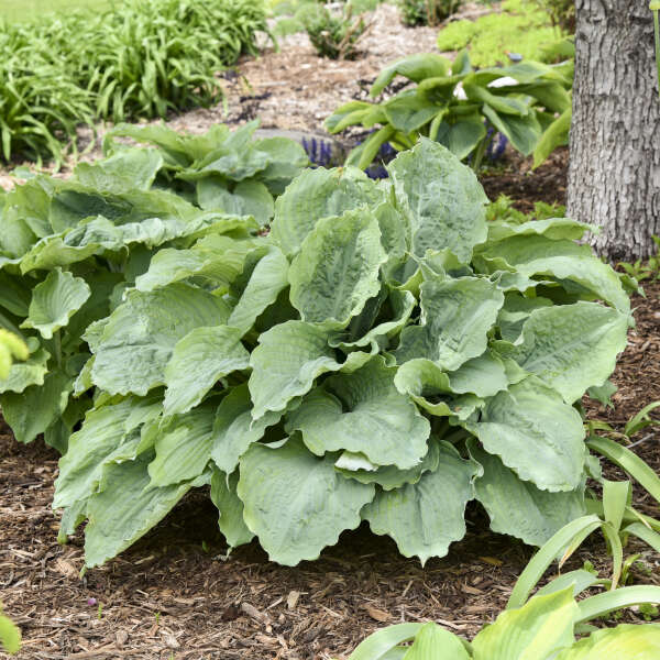 Hosta 'Diamond Lake' Perennial Starter. Cool Blue Color. Healthy. Loves Shade.