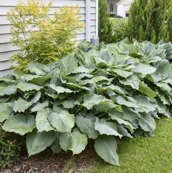 Hosta 'Diamond Lake' Perennial Starter. Cool Blue Color. Healthy. Loves Shade.