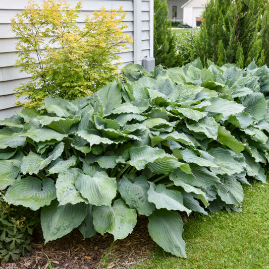 Jumbo Root Ball Hosta 'Diamond Lake' Perennial Starter. Cool Blue Color. Healthy. Loves Shade.