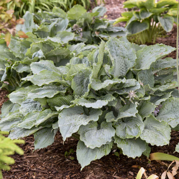 Hosta 'Diamond Lake' Perennial Starter. Cool Blue Color. Healthy. Loves Shade.