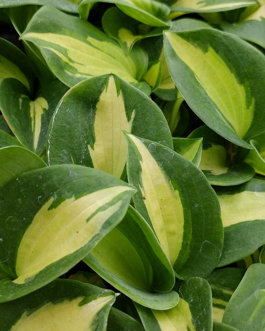 Hosta 'Dream Queen' Starter Perennial. Green Leaf Centers, White Margins. Loves Partial Shade. Buy 4 or More, Save 15%!