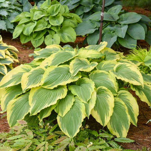 Walters Gardens, Inc. / Hosta 'Drop Dead Gorgeous'