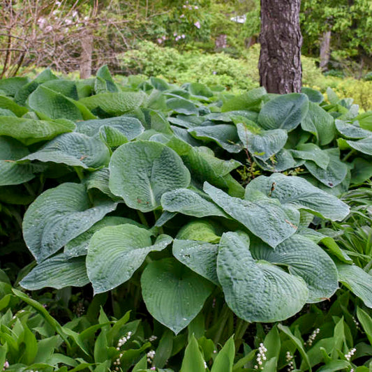 Walters Gardens, Inc. / Hosta sieboldiana 'Elegans'