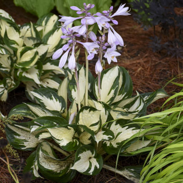 Hosta 'Fire and Ice' Small Starter Perennial. Easy to Grow. Loves Shade. Stunning Colors.