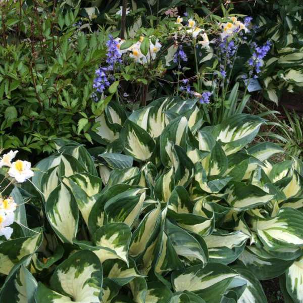 Hosta 'Fire and Ice' Small Starter Perennial. Easy to Grow. Loves Shade. Stunning Colors.