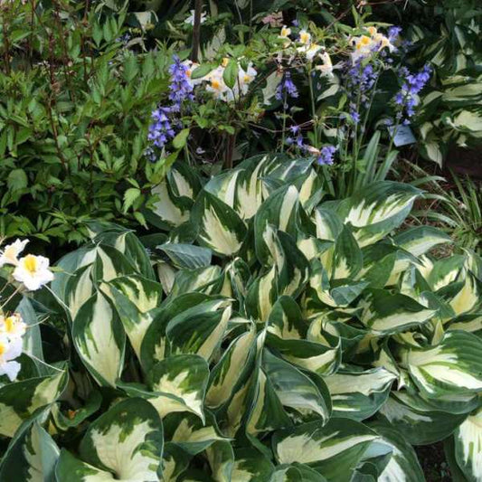 Hosta 'Fire and Ice' Large Starter Perennial. Easy to Grow. Loves Shade. Stunning Colors.