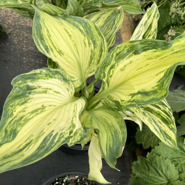 Hosta 'Frog in My Throat' Starter Perennial. Rare Multicolored, Variegated Pattern. Extremely Limited.