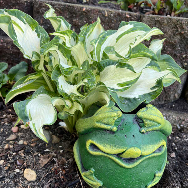 Hosta 'Frog in My Throat' Starter Perennial. Rare Multicolored, Variegated Pattern. Extremely Limited.
