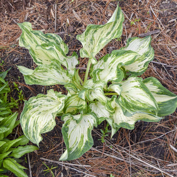 Hosta 'Frog in My Throat' Starter Perennial. Rare Multicolored, Variegated Pattern. Extremely Limited.