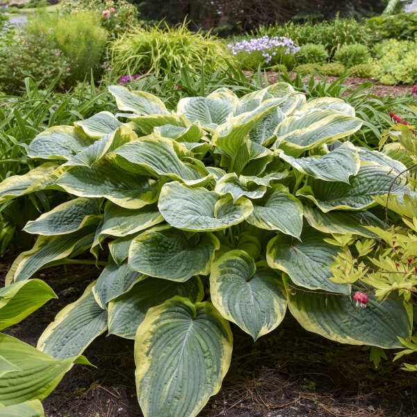 Walters Gardens, Inc. / Hosta 'Gigantosaurus'