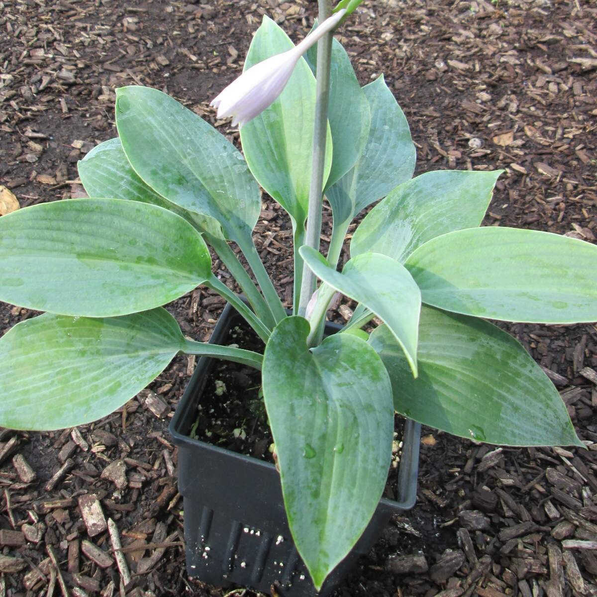 2 Hosta 'Halcyon' Starter Perennial. Benchmark Medium Blue Hosta. Supe –  Hosta King
