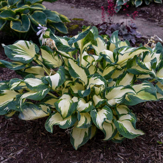 Walters Gardens, Inc. / Hosta 'Hans'