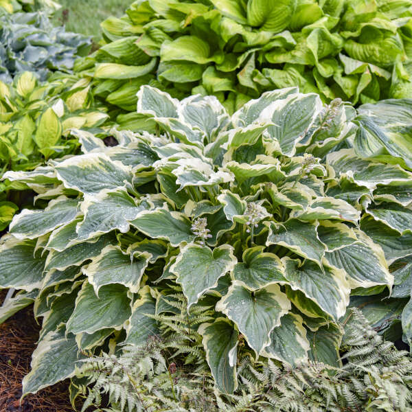 Hosta 'Hope Springs Eternal' Perennial. Stunning Color. Easy to Grow. Loves Shade.