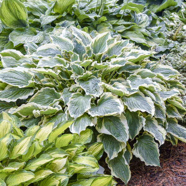 Hosta 'Hope Springs Eternal' Perennial. Stunning Color. Easy to Grow. Loves Shade.