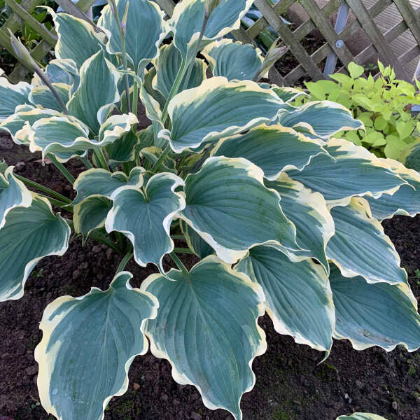 Hosta 'Hope Springs Eternal' Perennial. Stunning Color. Easy to Grow. Loves Shade.